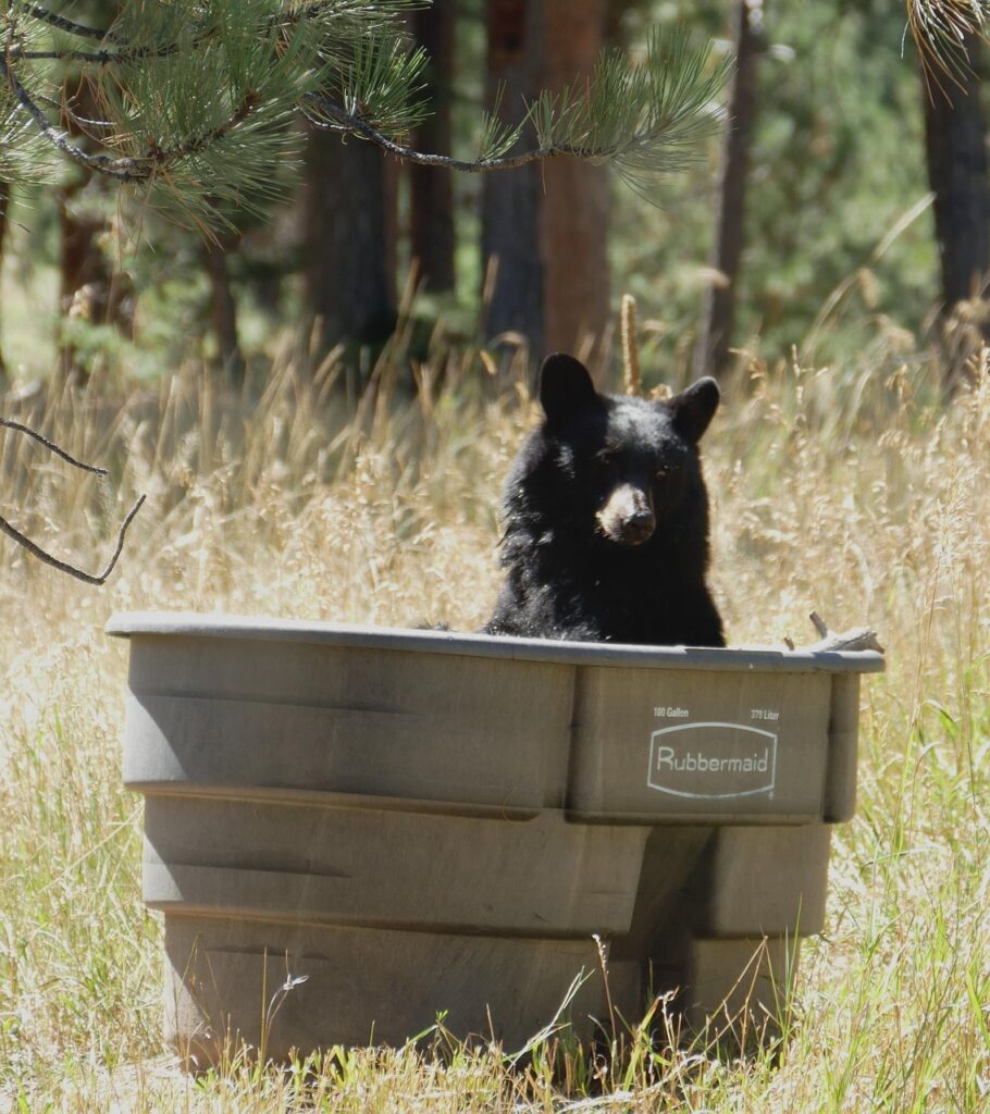 楽天ペイと楽天カードの連携方法はどうなっているの？