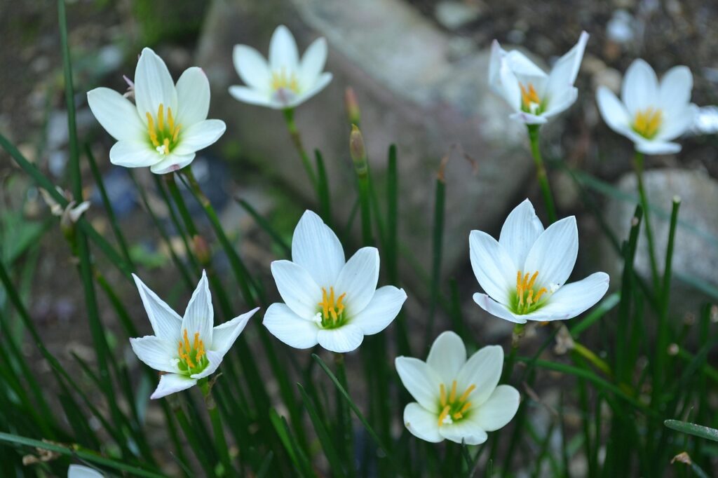 サブスクに最適なクレカのおすすめは？