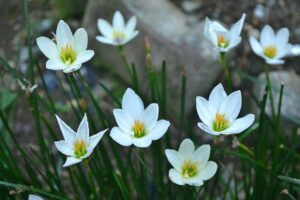 サブスクに最適なクレカのおすすめは？